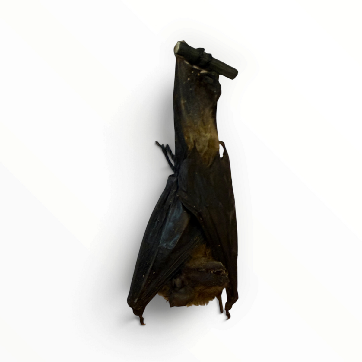 Tylonycteris robustula – Hangende bamboevleermuis | 10 cm