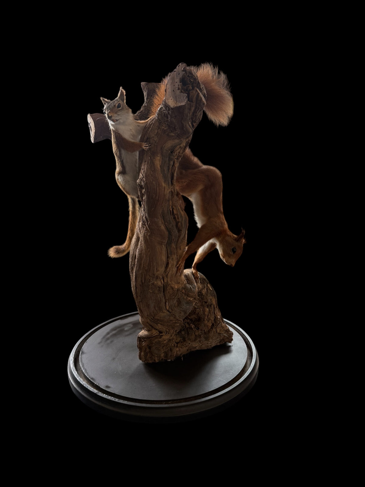 American red squirrel (Tamiasciurus hudsonicus) &red squirrel (Sciurus vulgaris)