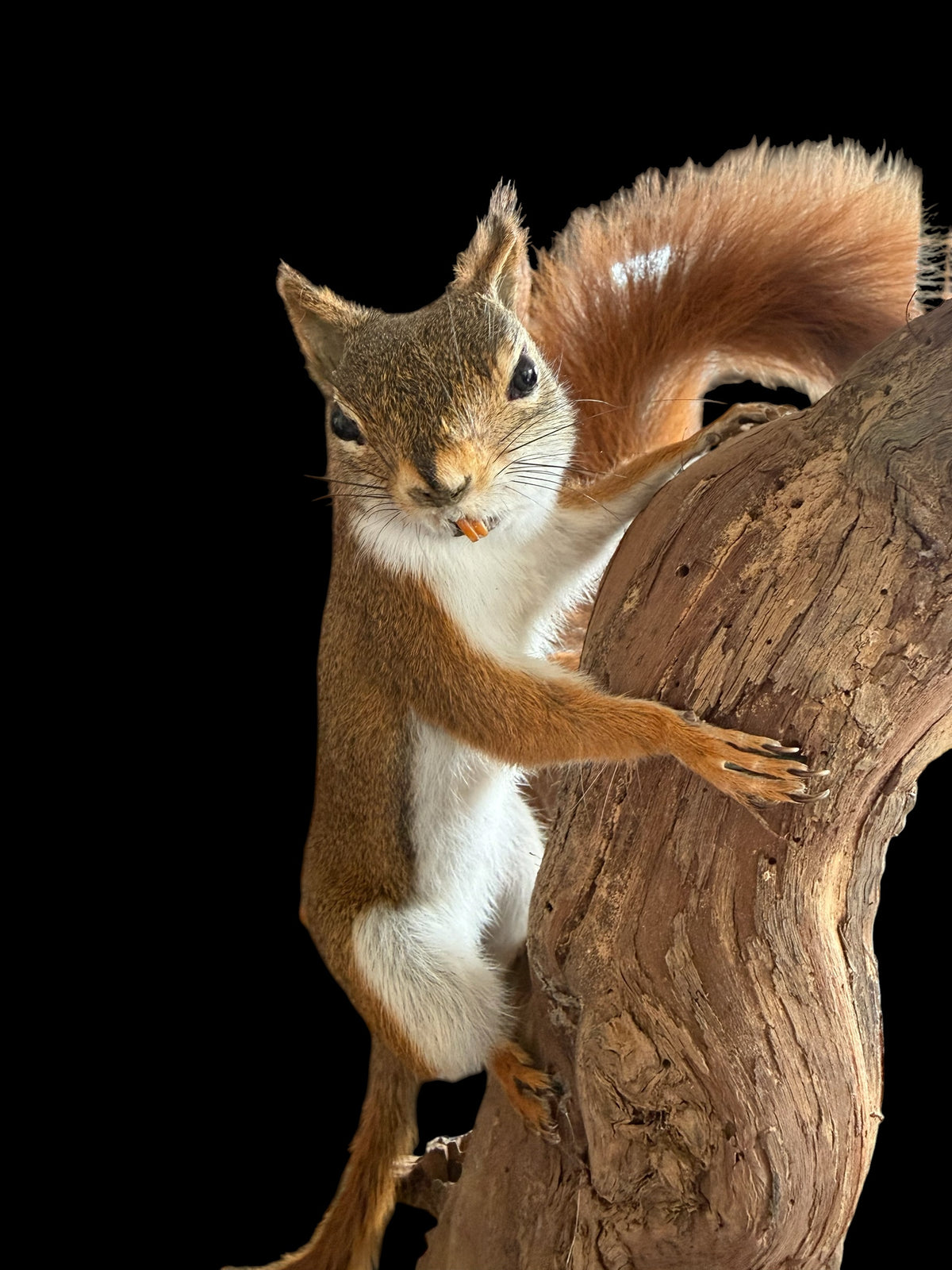 American red squirrel (Tamiasciurus hudsonicus) &red squirrel (Sciurus vulgaris)