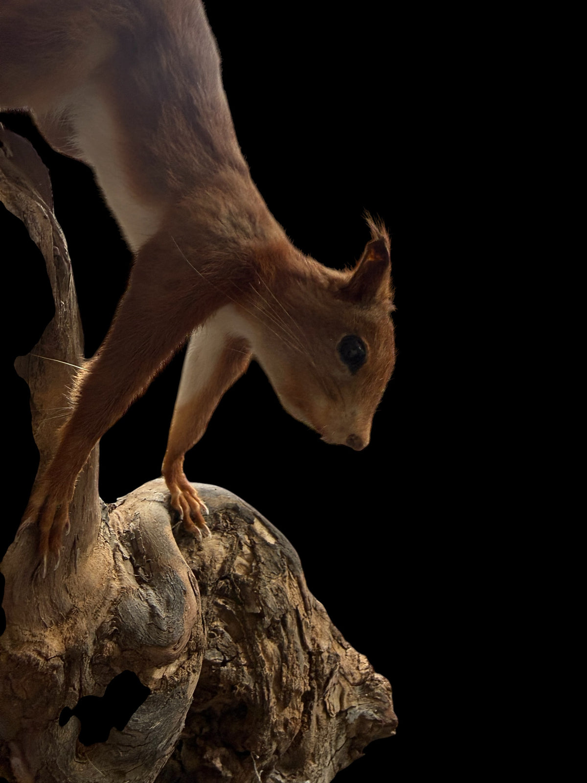 American red squirrel (Tamiasciurus hudsonicus) &red squirrel (Sciurus vulgaris)