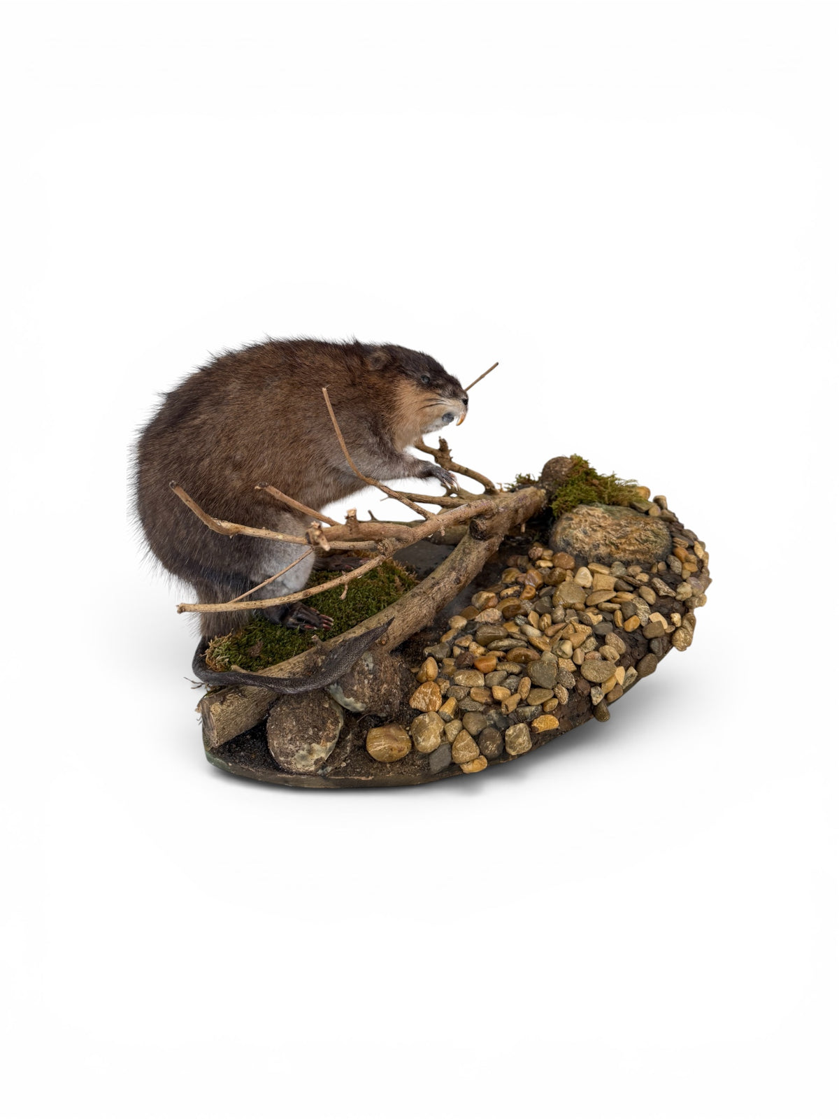 Muskusrat -Ondatra zibethicus