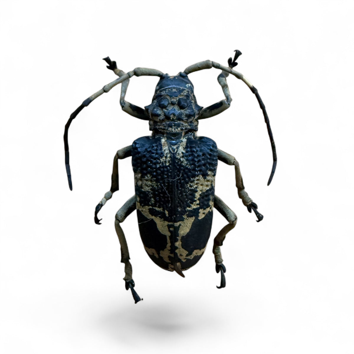 Phryneta Marmorea