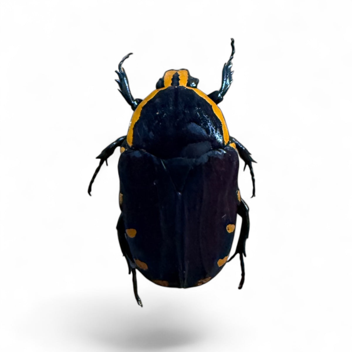 Euchroea Oberthuri