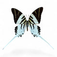 Laad de afbeelding in de galerij, Graphium Androcles

