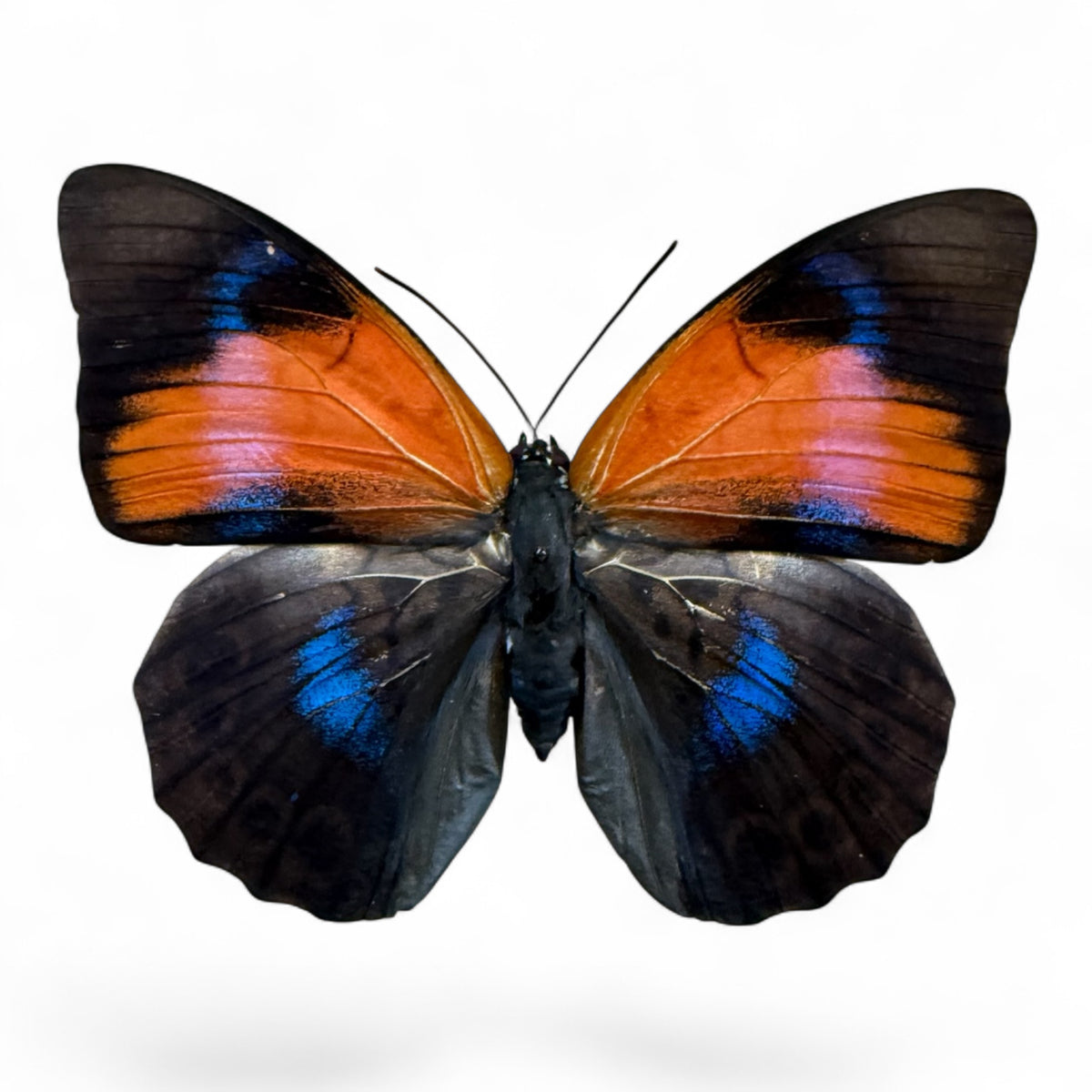 Hybride Agria claudia lugens/prepona