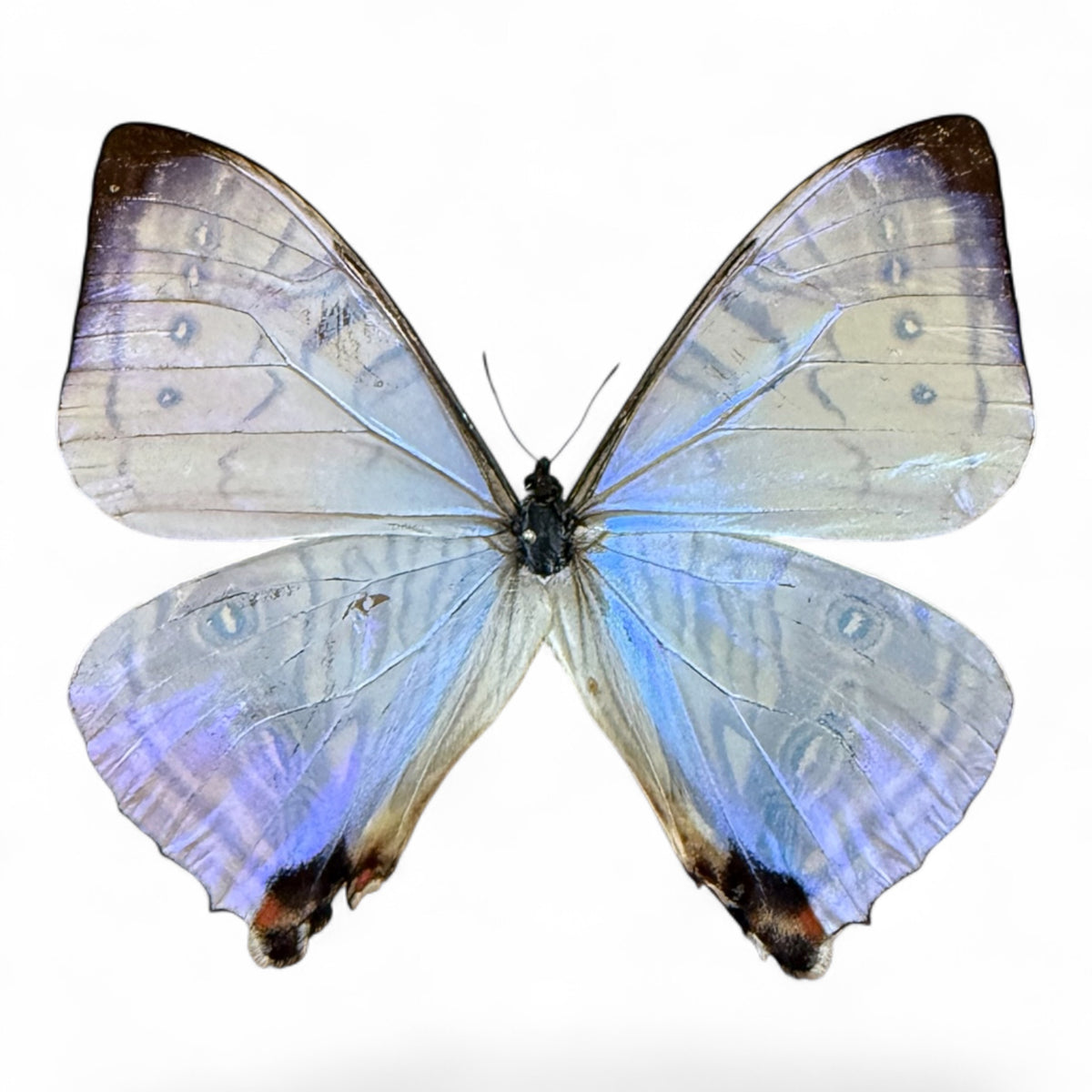 Morpho Sulkowskyi