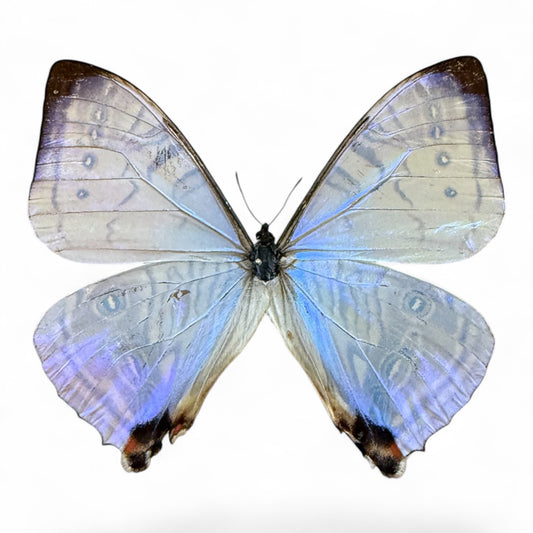 Morpho Sulkowskyi
