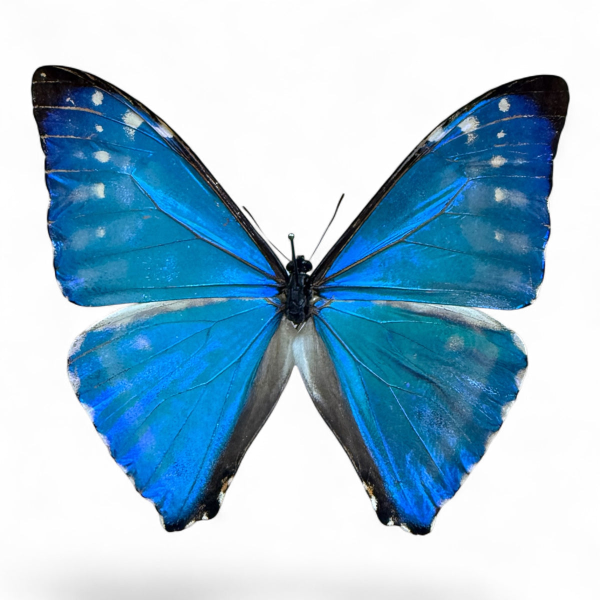 Morpho Zephyritis