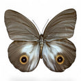 Laad de afbeelding in de galerij, Taenaris Urania
