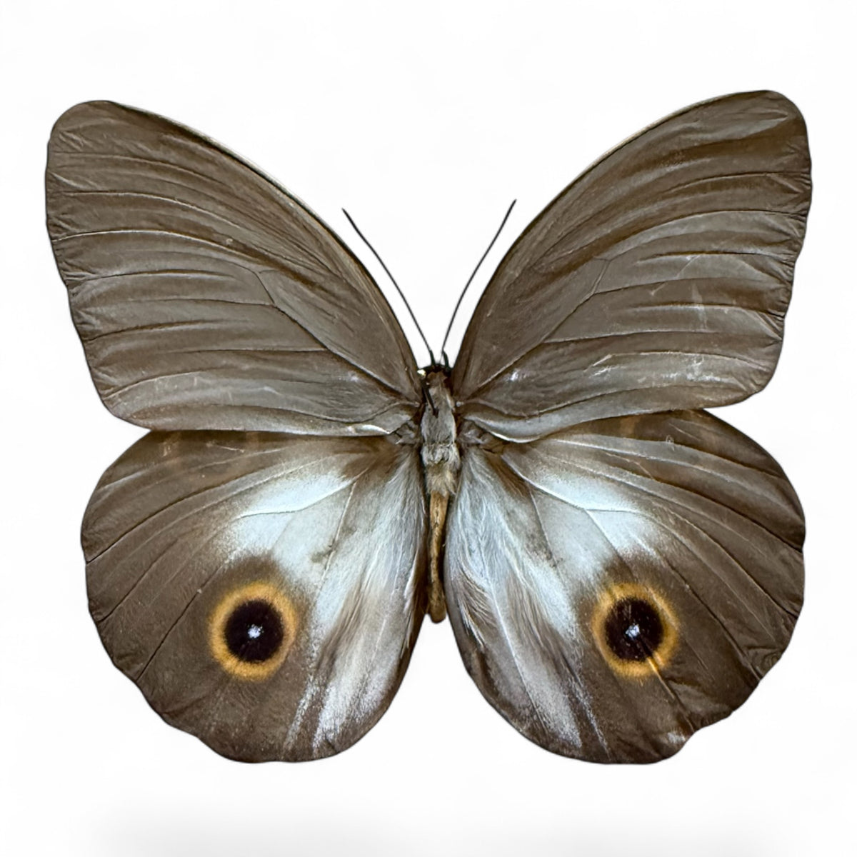 Taenaris Urania