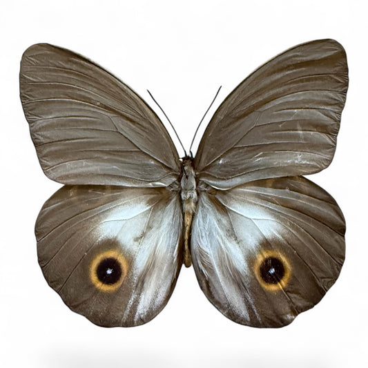 Taenaris Urania