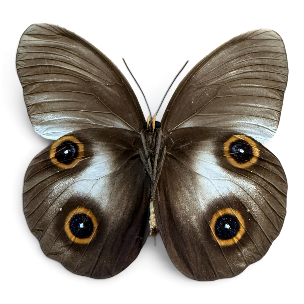 Taenaris Urania