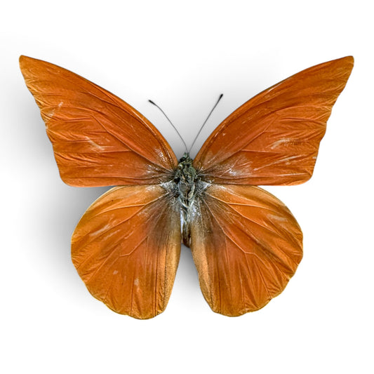 Appias Zarinda