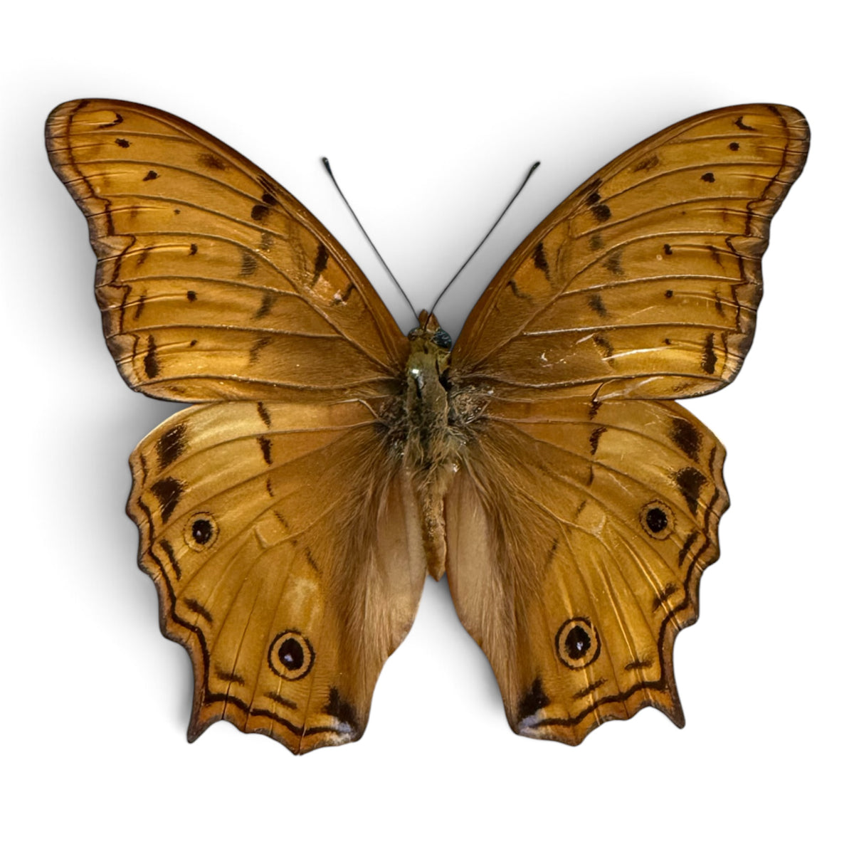 Vindula Arsinoe