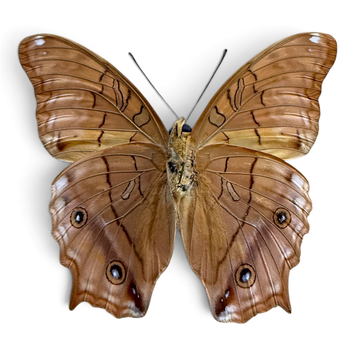 Vindula Arsinoe