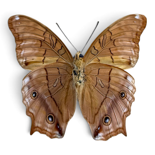 Vindula Arsinoe