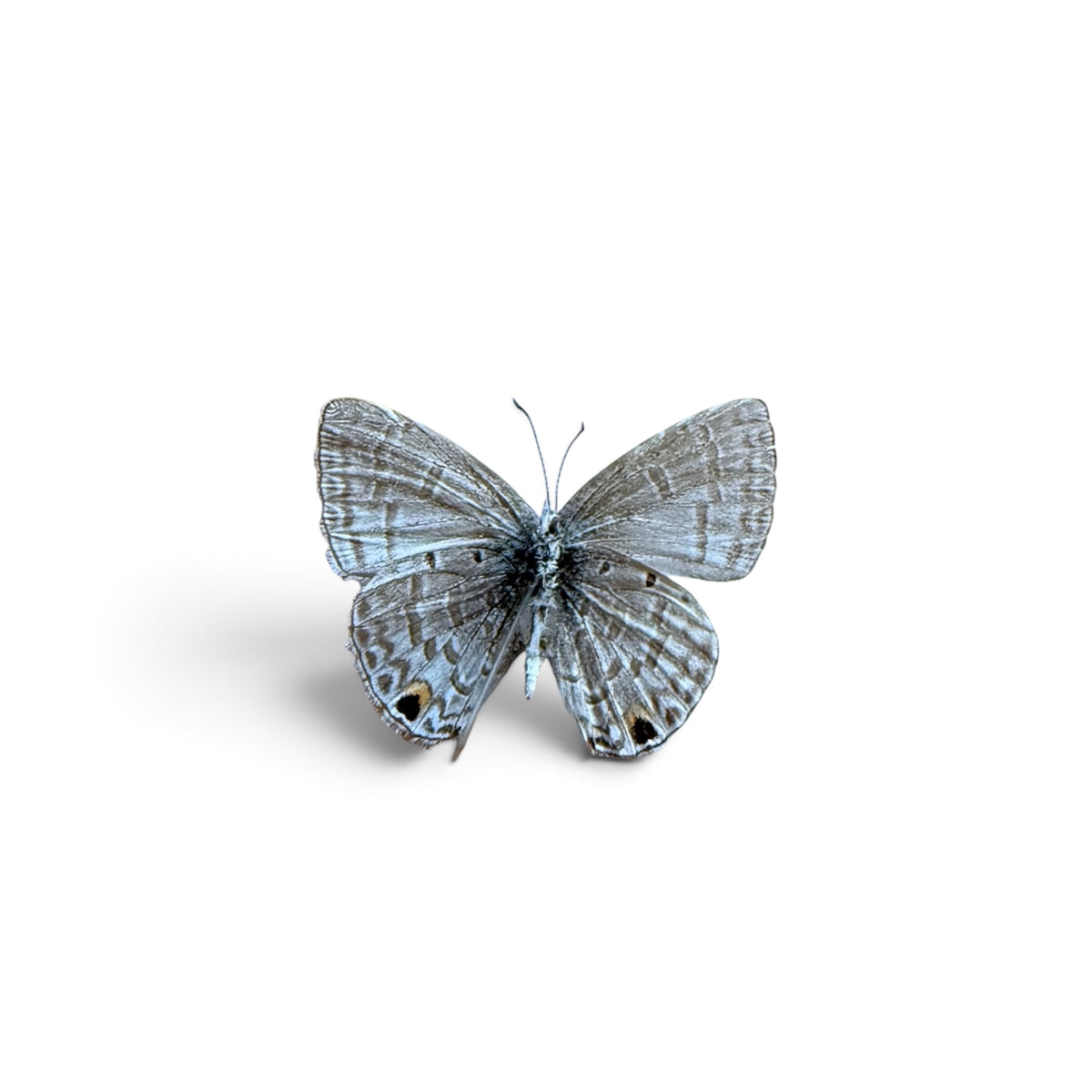 Jamides Reverdini