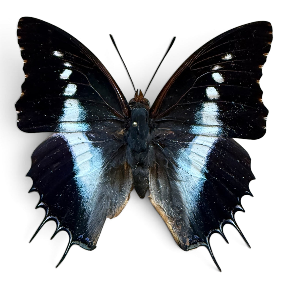 Charaxes Brutus