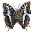 Laad de afbeelding in de galerij, Charaxes Brutus
