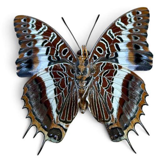 Charaxes Brutus