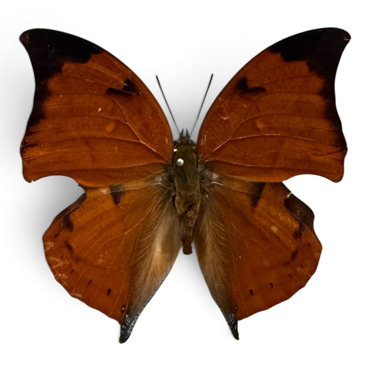 Zarestis Isidora
