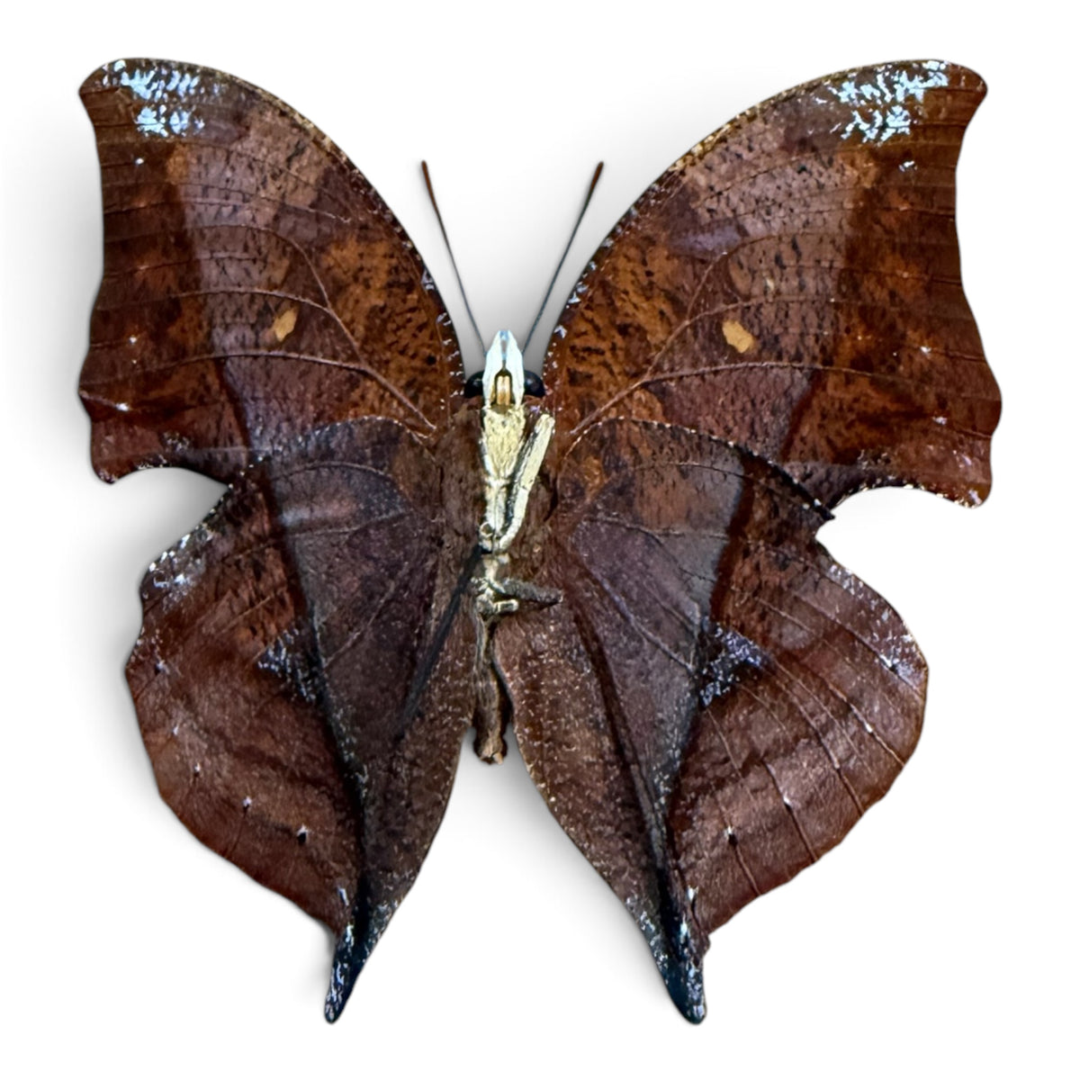 Zarestis Isidora