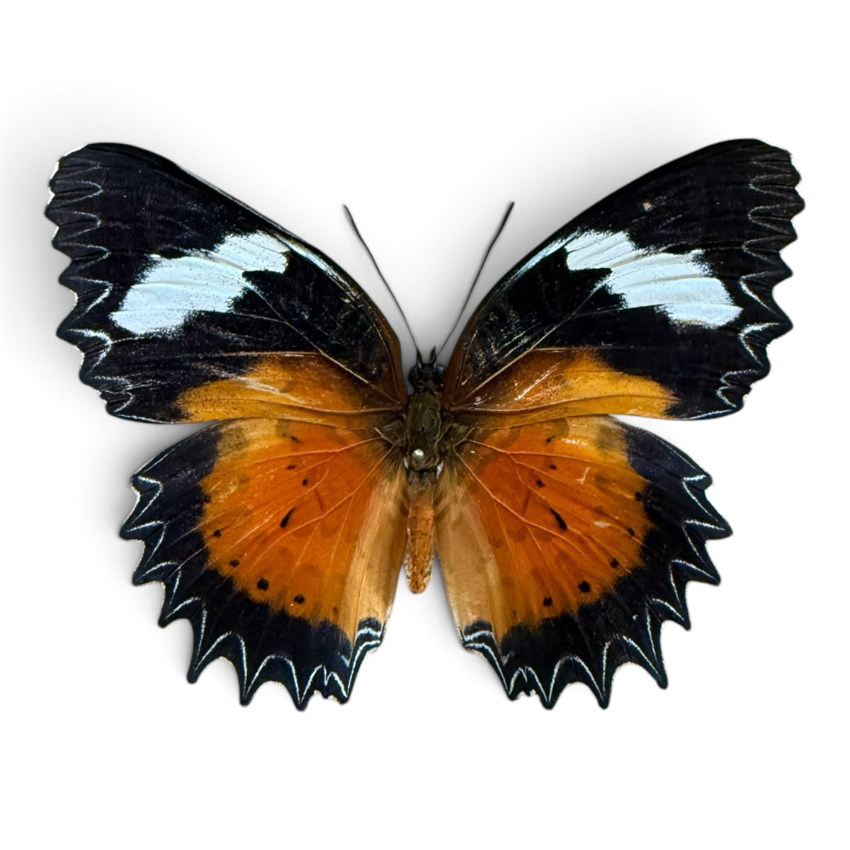 Cethosia Hypsea