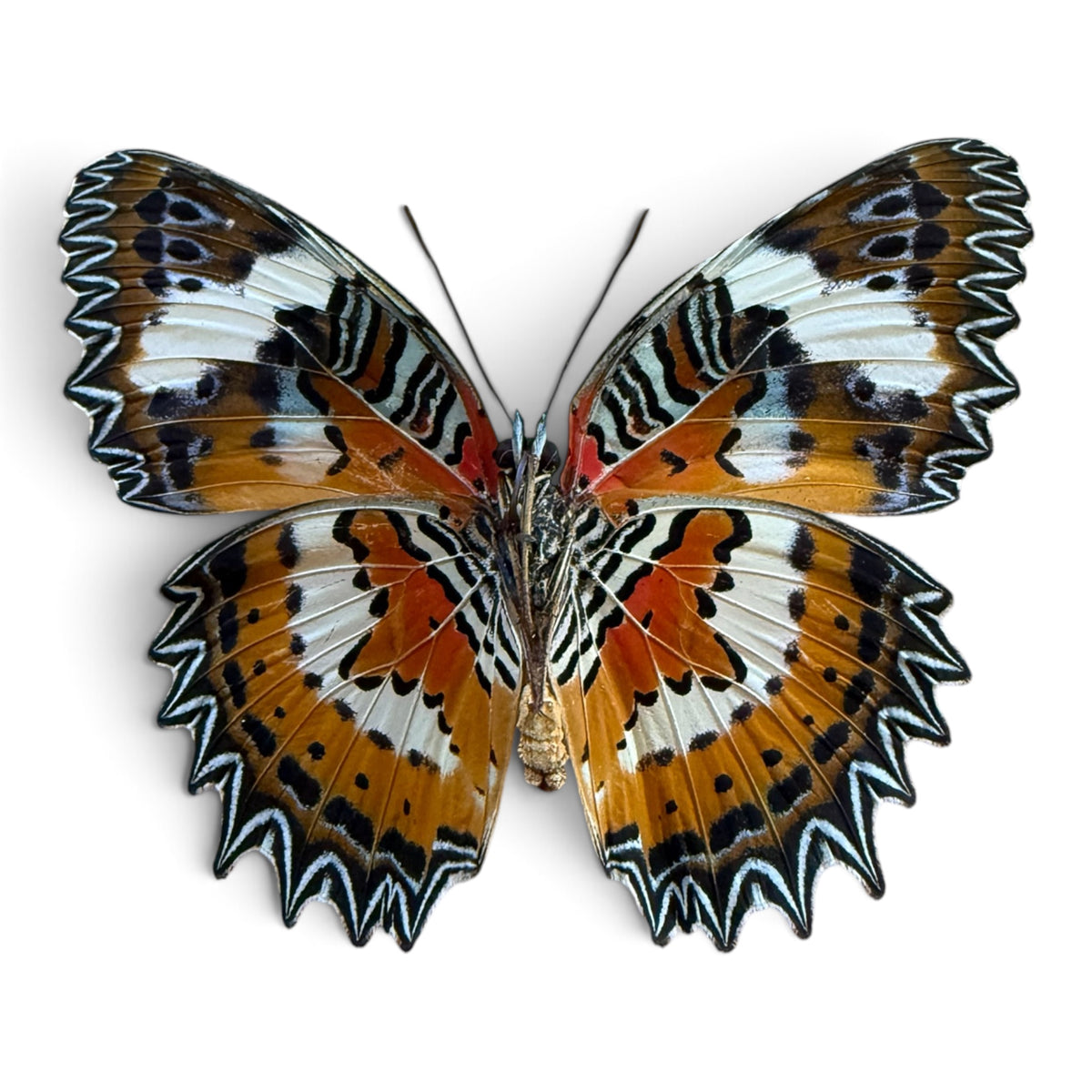 Cethosia Hypsea