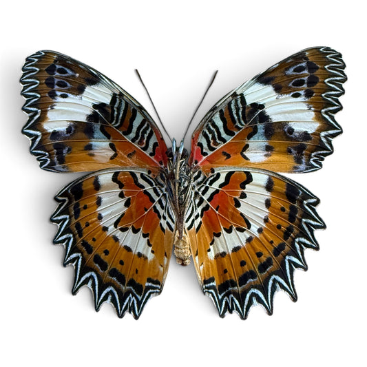 Cethosia Hypsea