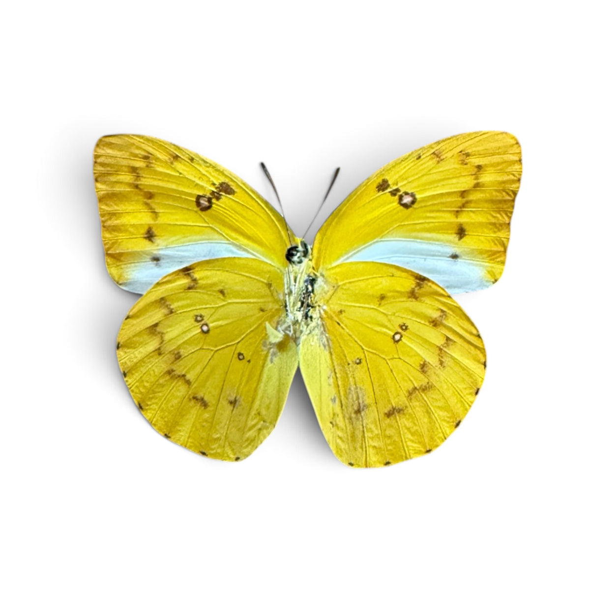 Catopsilia Scylla