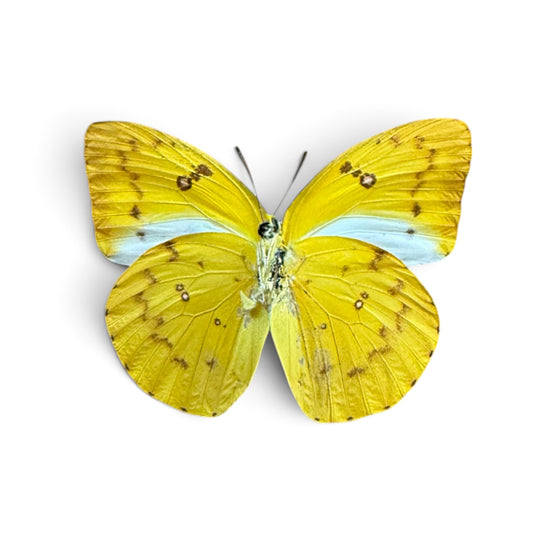 Catopsilia Scylla