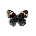 Load image into Gallery viewer, Junonia Orithya Pair ♂︎/♀︎
