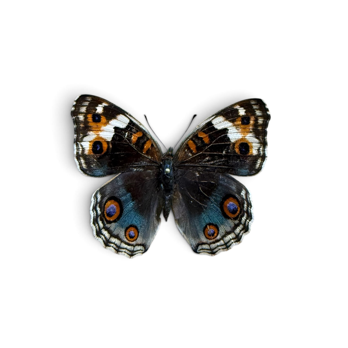 Junonia Orithya Pair ♂︎/♀︎
