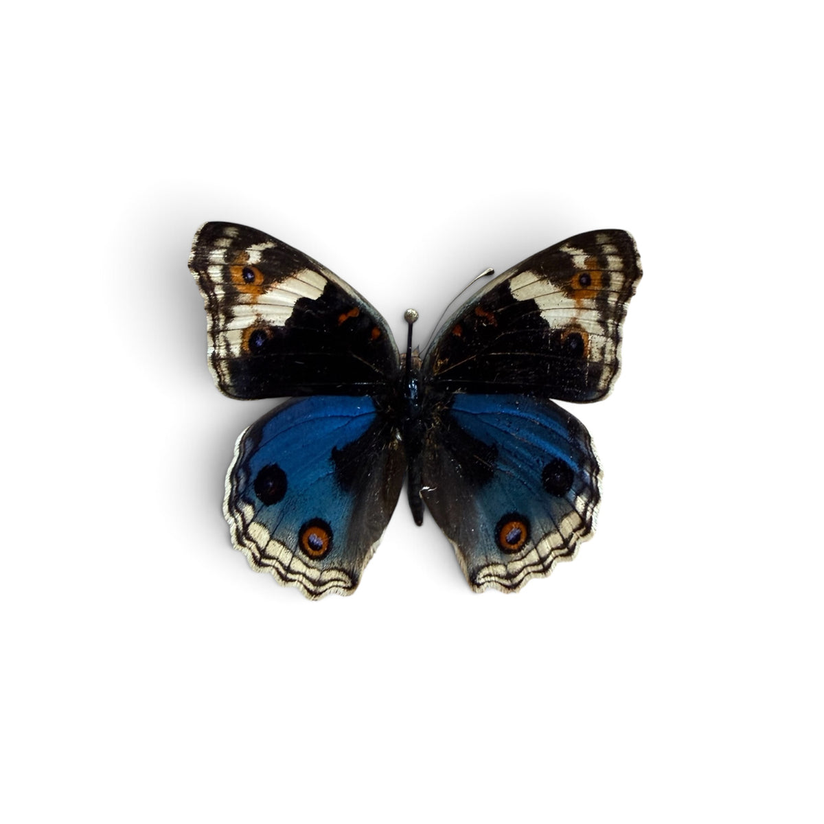 Junonia Orithya Pair ♂︎/♀︎