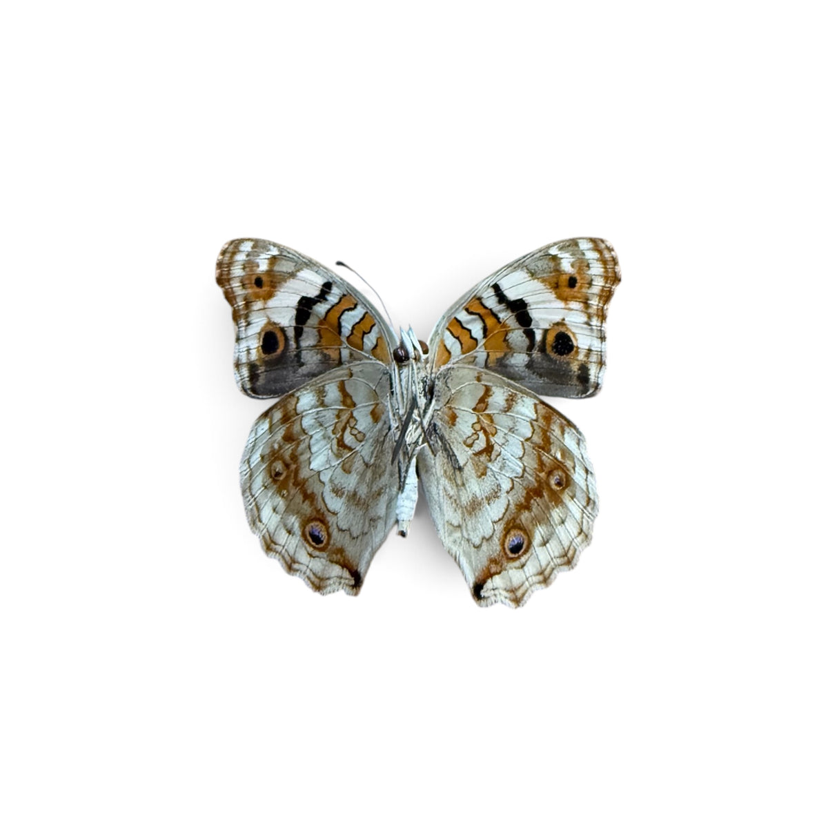 Junonia Orithya Pair ♂︎/♀︎