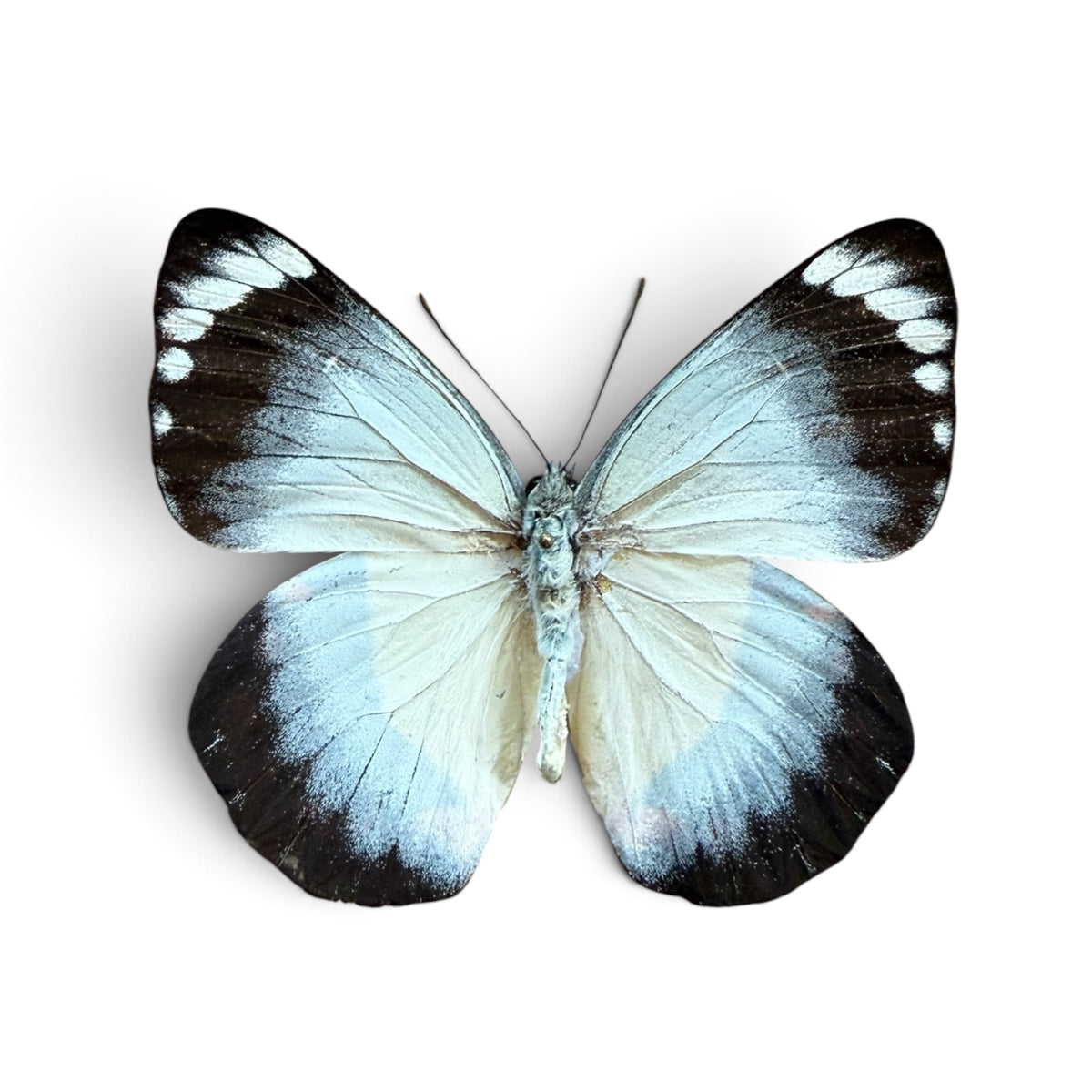 Delias Timorensis