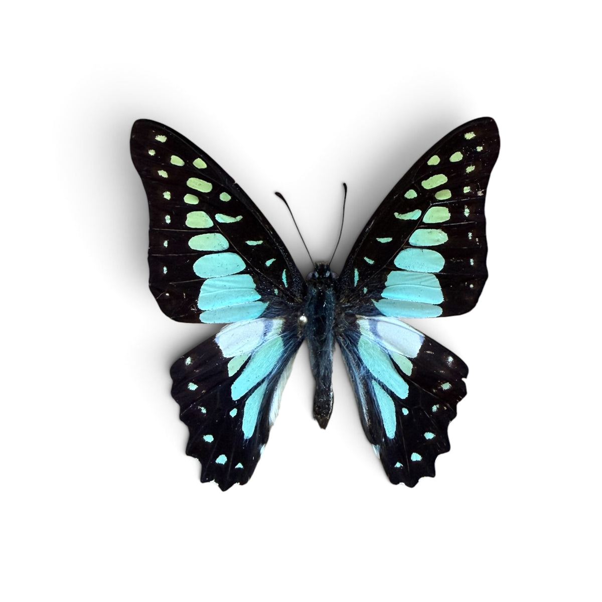 Graphium Chironides