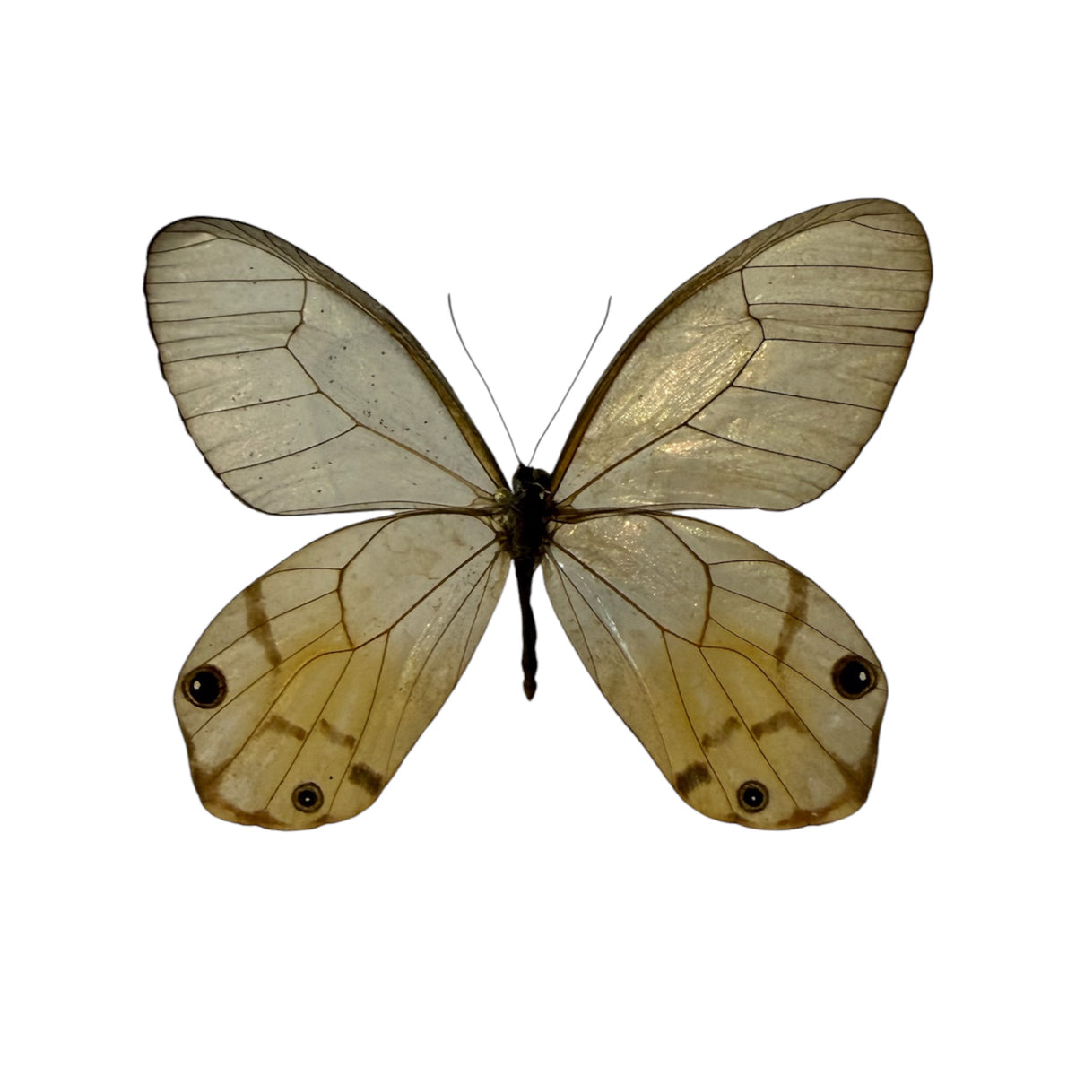 Haetera Piera