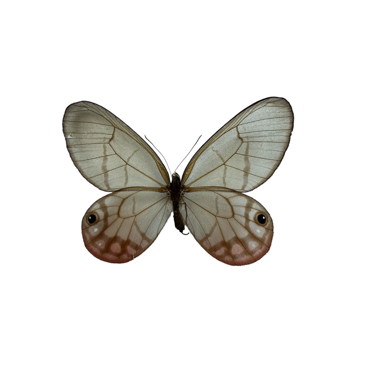 Cithaeria Menander