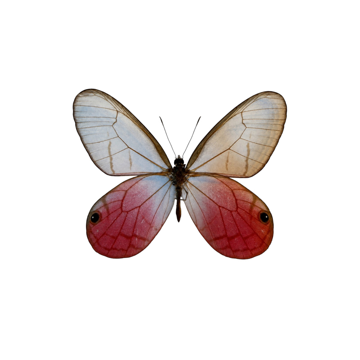 Cithaeria Aurorina