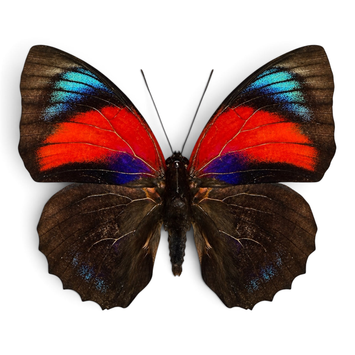 Híbrido Agrias beatifica/ Agrias Claudia lugens