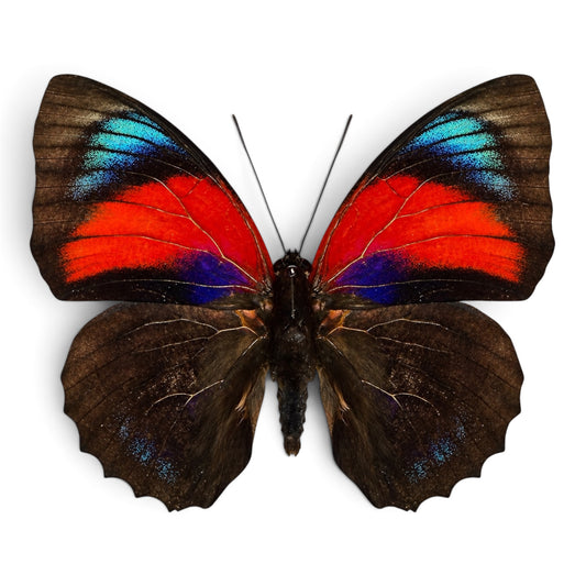 Hybride Agrias beatifica/Agrias claudia lugens