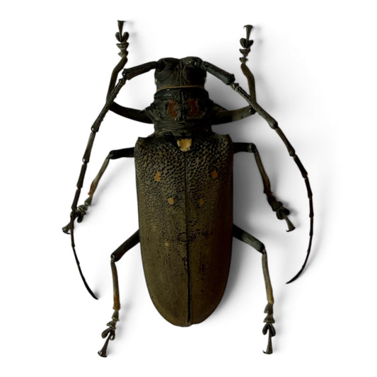 Batocera Rufomaculata