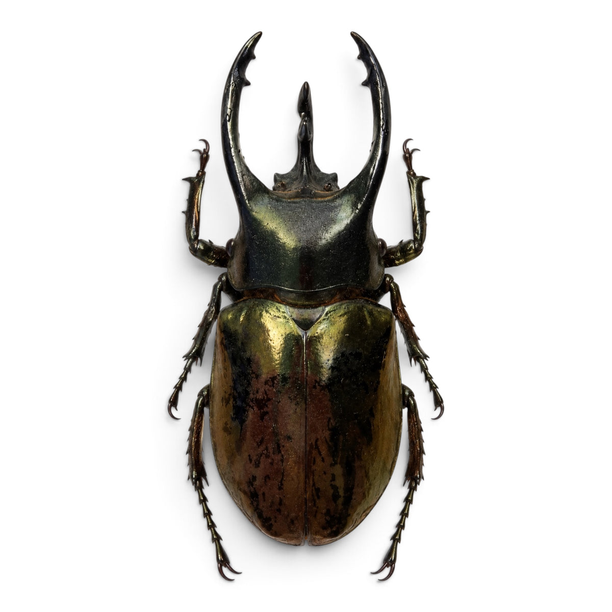 Chalcosoma Atlas
