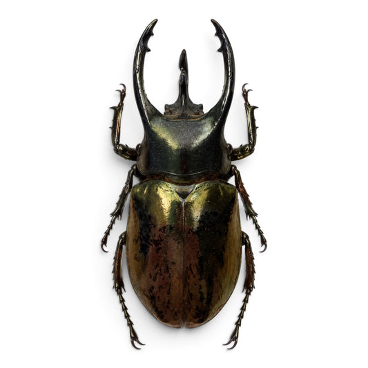Chalcosoma Atlas
