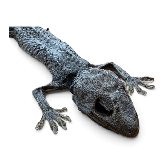 Gekko gecko tokeh