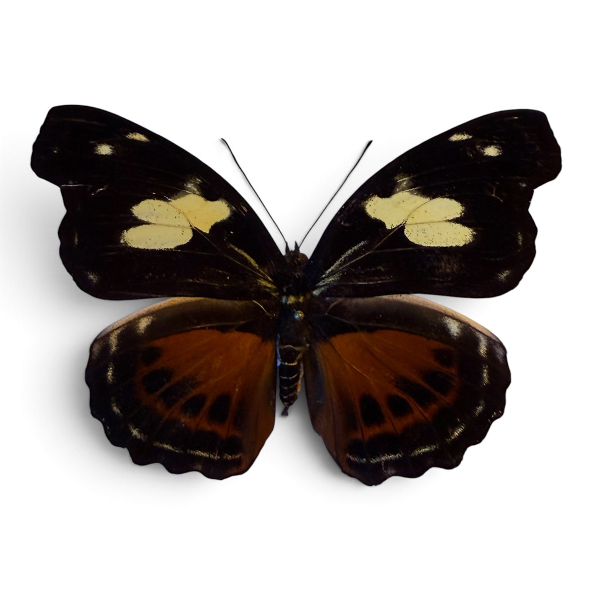 Catonephele numilia female