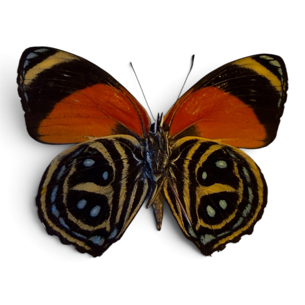 Callicore texa maimuna