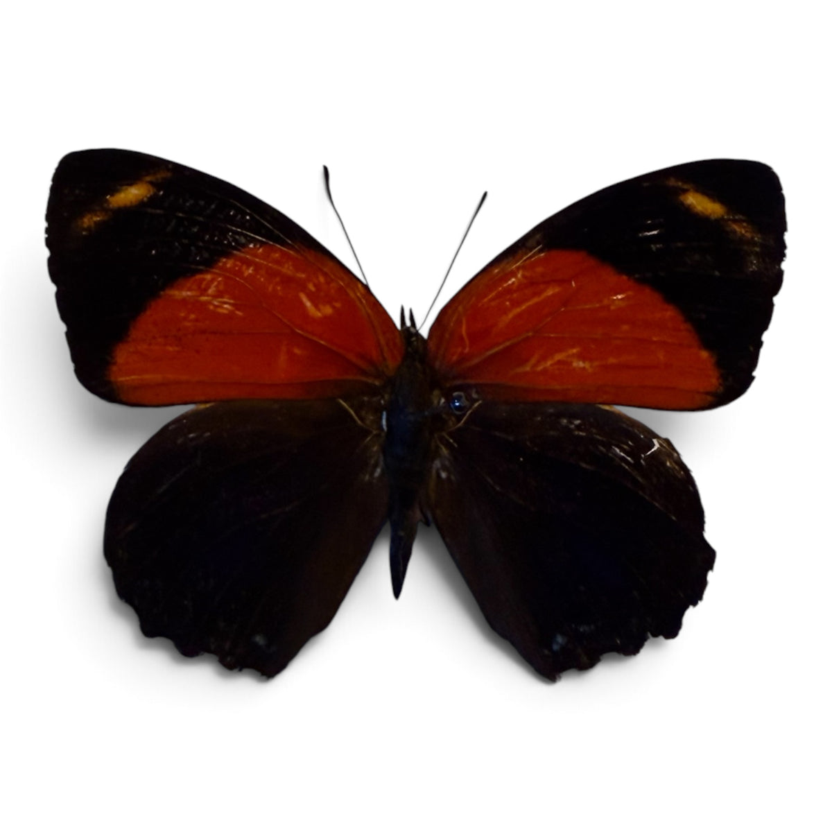 Callicore texa maimuna