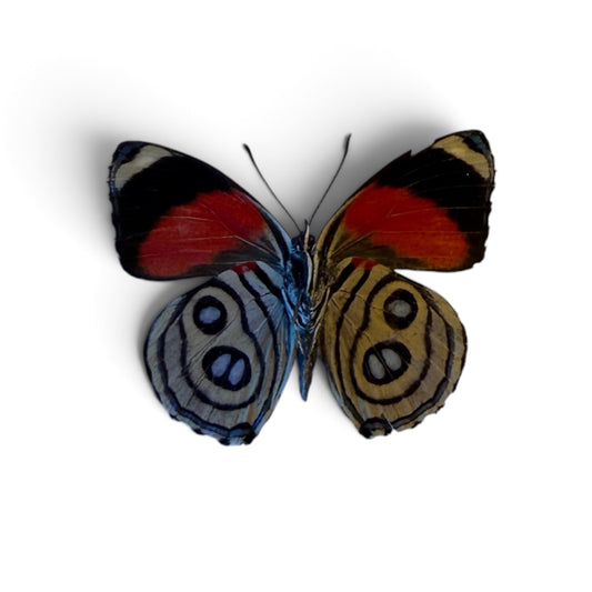 Callicore hystaspes